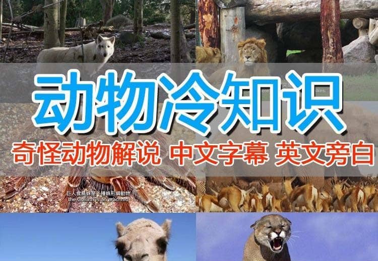 外面卖1699的国外纪录片解说（动物解说、美食、动画片）稳过中视频去创吧-网创项目资源站-副业项目-创业项目-搞钱项目黑蛋搞钱